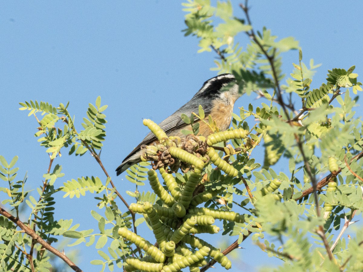 ムネアカゴジュウカラ - ML641321207
