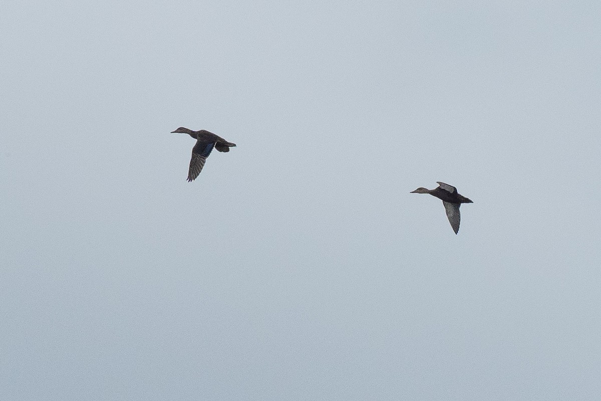 American Black Duck - ML641321233