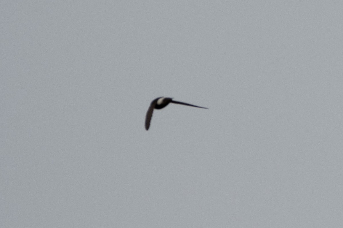 Little Swift - ML641321250