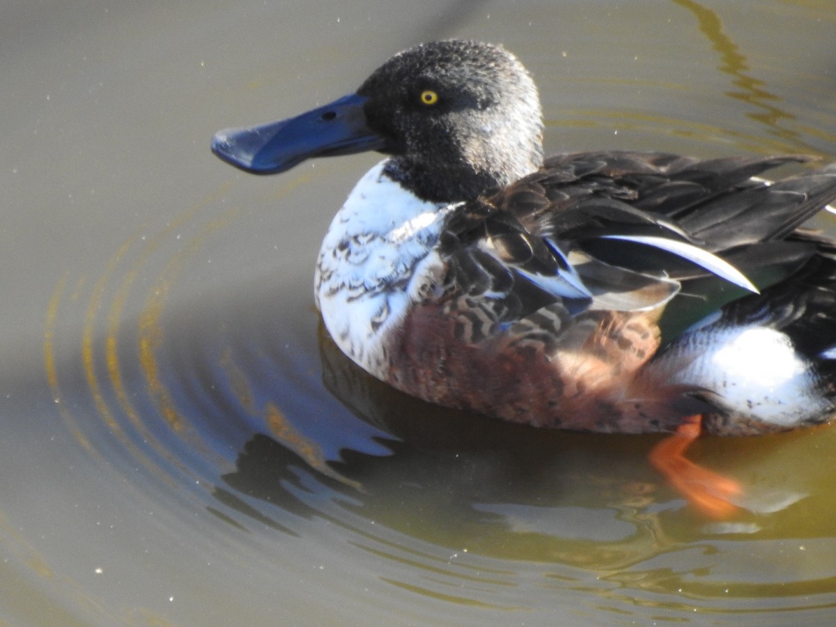 Northern Shoveler - ML641321283