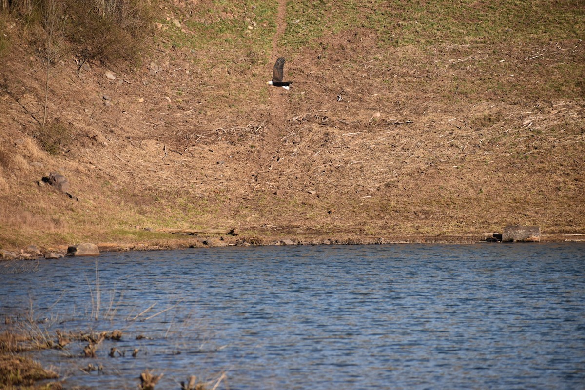 Bald Eagle - ML641321315