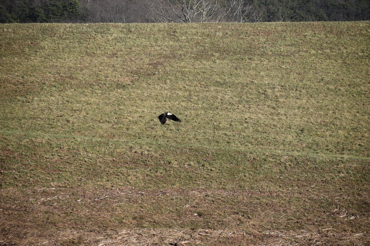 Bald Eagle - ML641321316