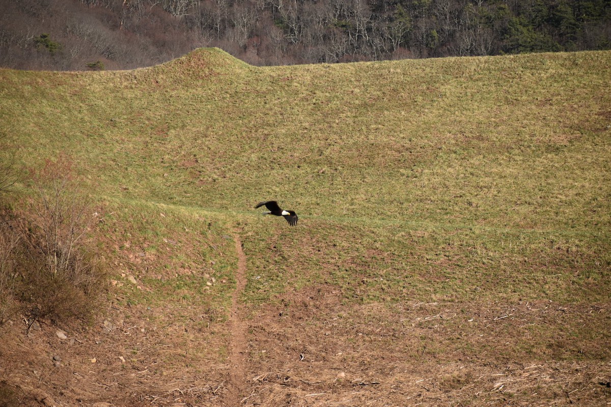 Bald Eagle - ML641321317