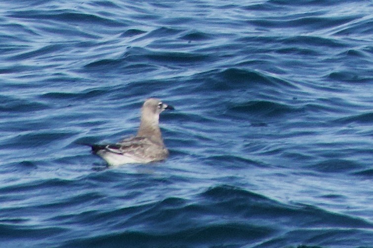 Gülen Martı - ML641321349
