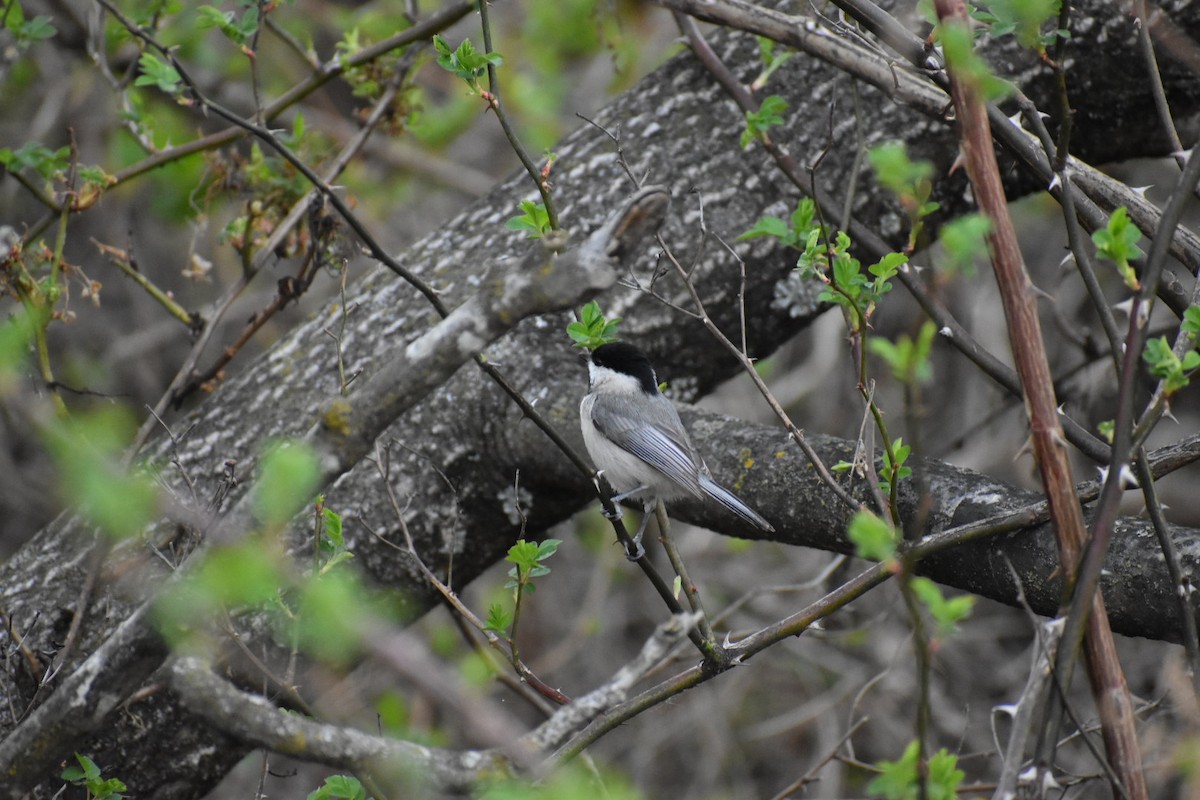 Carolina Chickadee - ML641321356