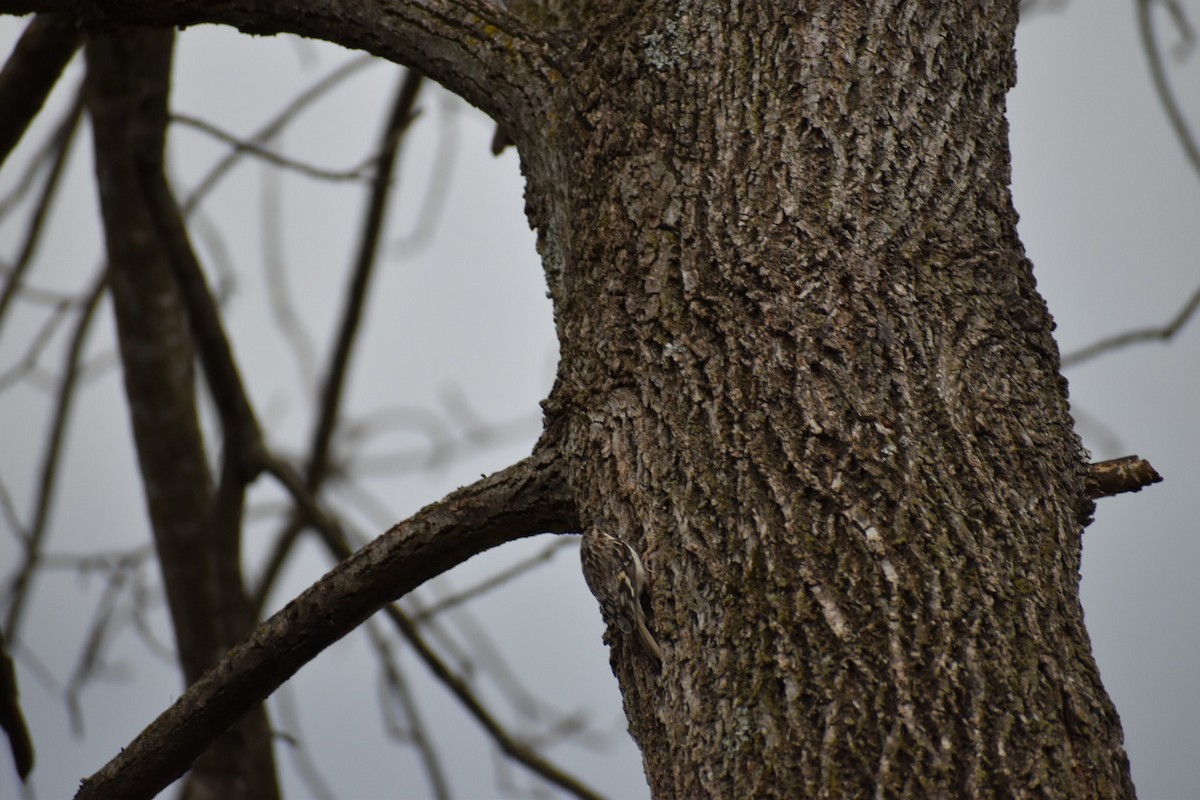 Brown Creeper - ML641321371