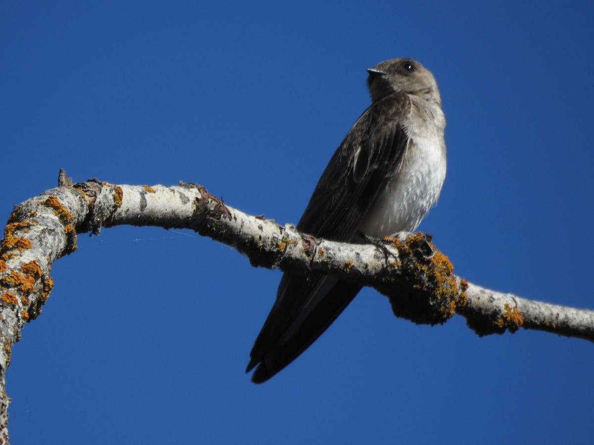 Northern Rough-winged Swallow - ML641321376