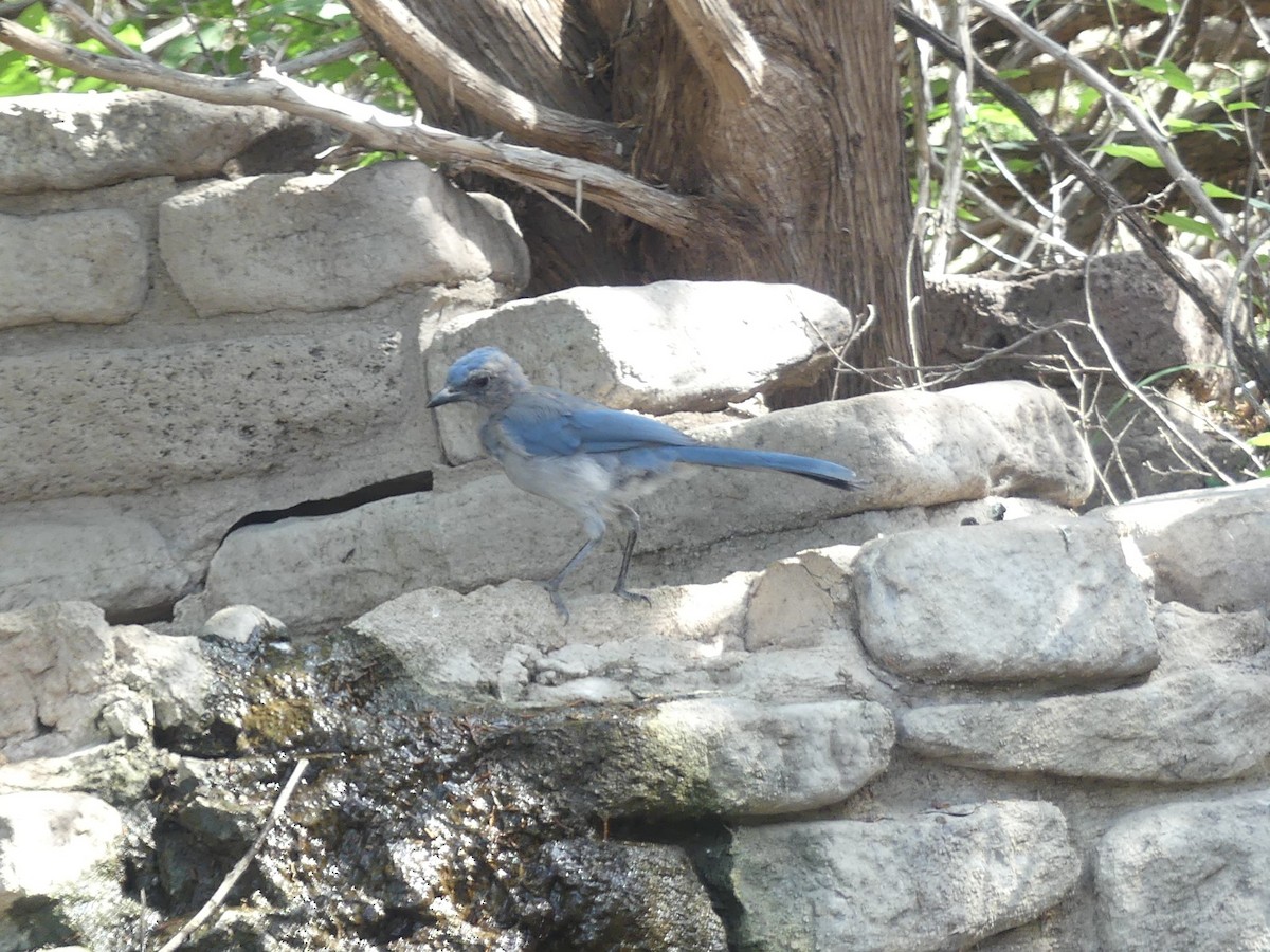 Woodhouse's Scrub-Jay - ML641321380