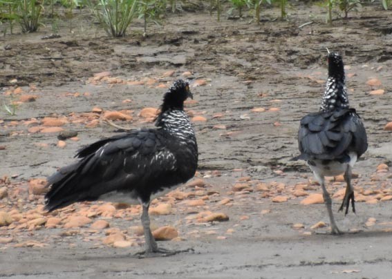 Horned Screamer - ML641321400