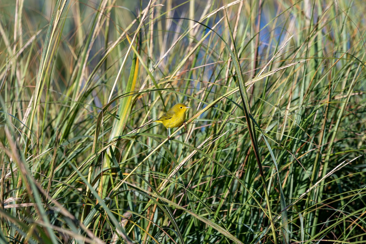 Yellow Warbler - ML641321405