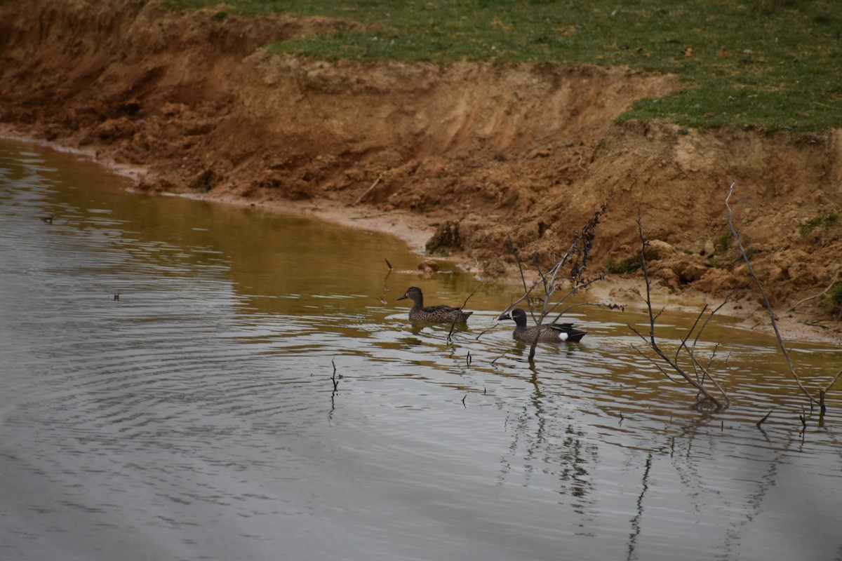 Blue-winged Teal - ML641321438
