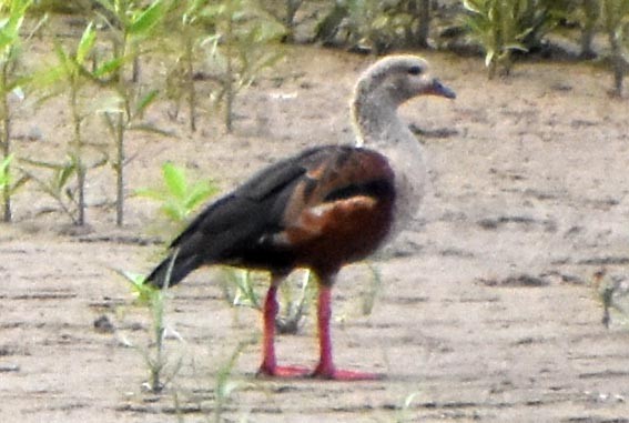 Orinoco Goose - ML641321442