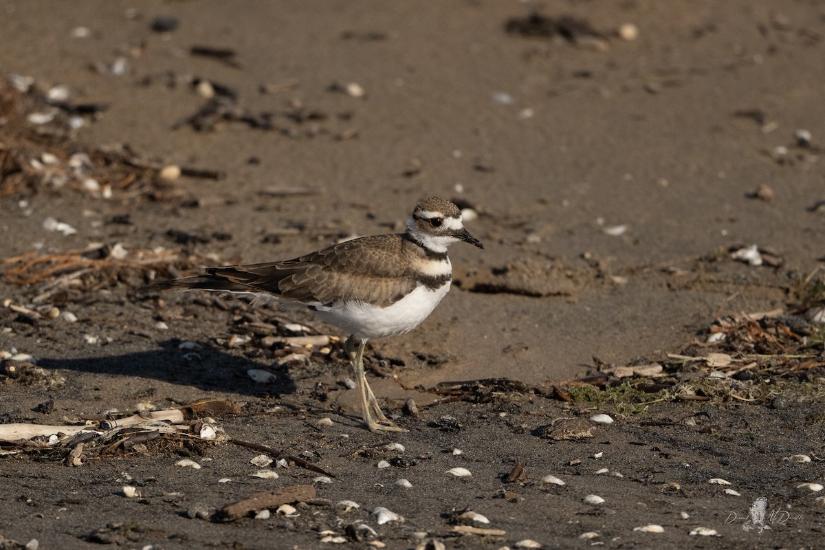 Killdeer - ML641321444