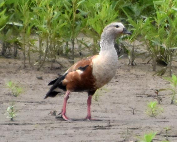Orinoco Goose - ML641321447