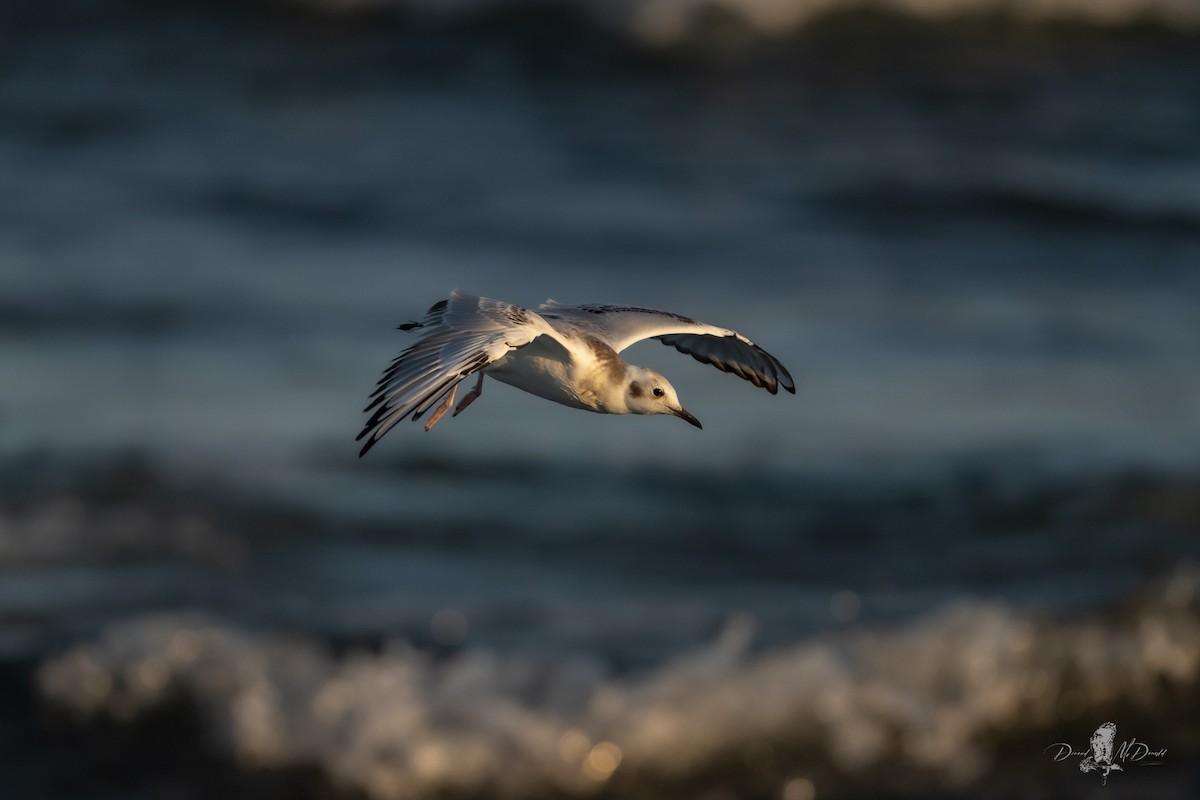 Bonaparte's Gull - ML641321448