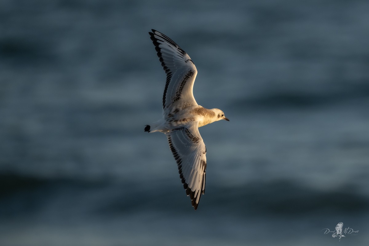 Bonaparte's Gull - ML641321449