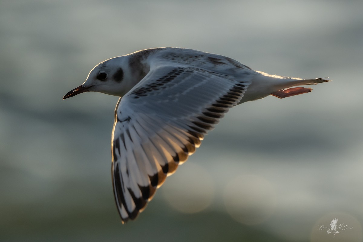 Bonaparte's Gull - ML641321450