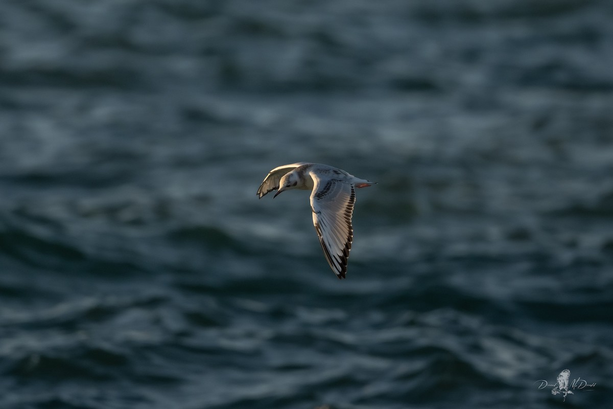 Bonaparte's Gull - ML641321451