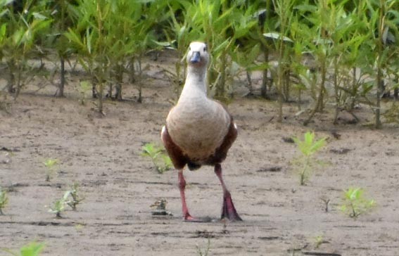 Orinoco Goose - ML641321453