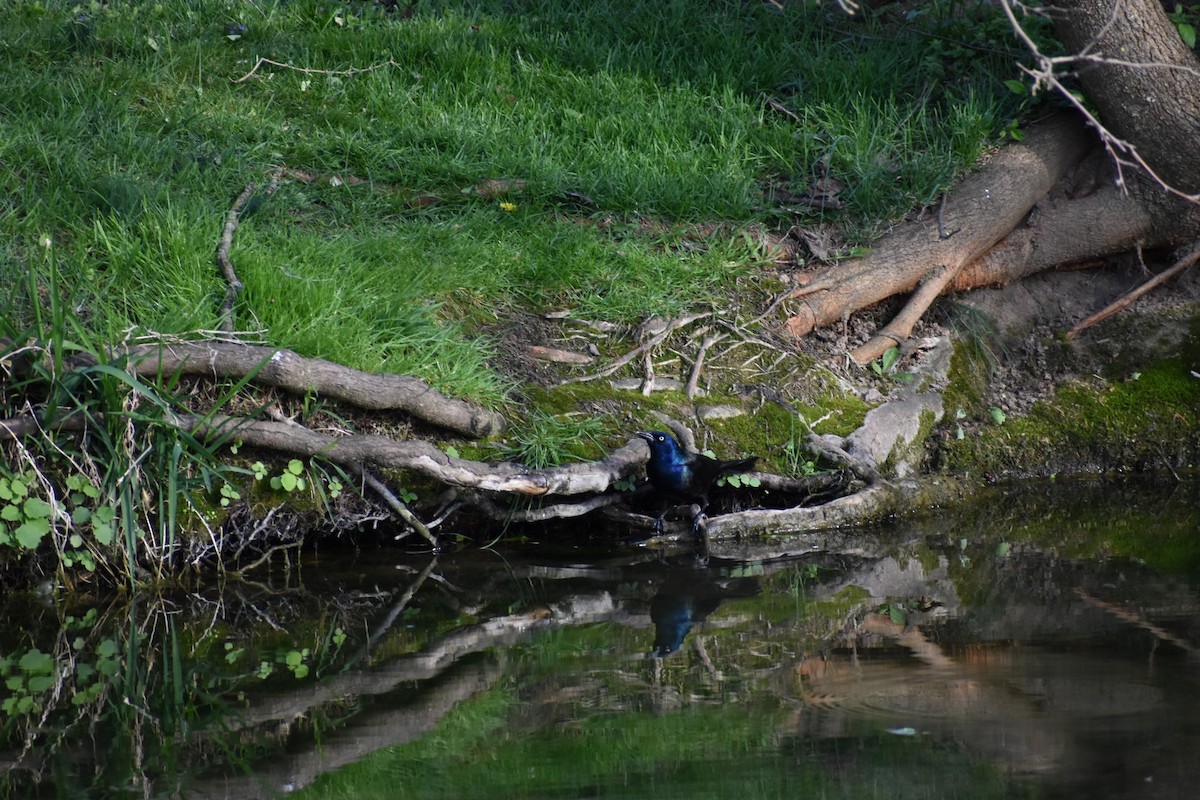 Common Grackle - ML641321454