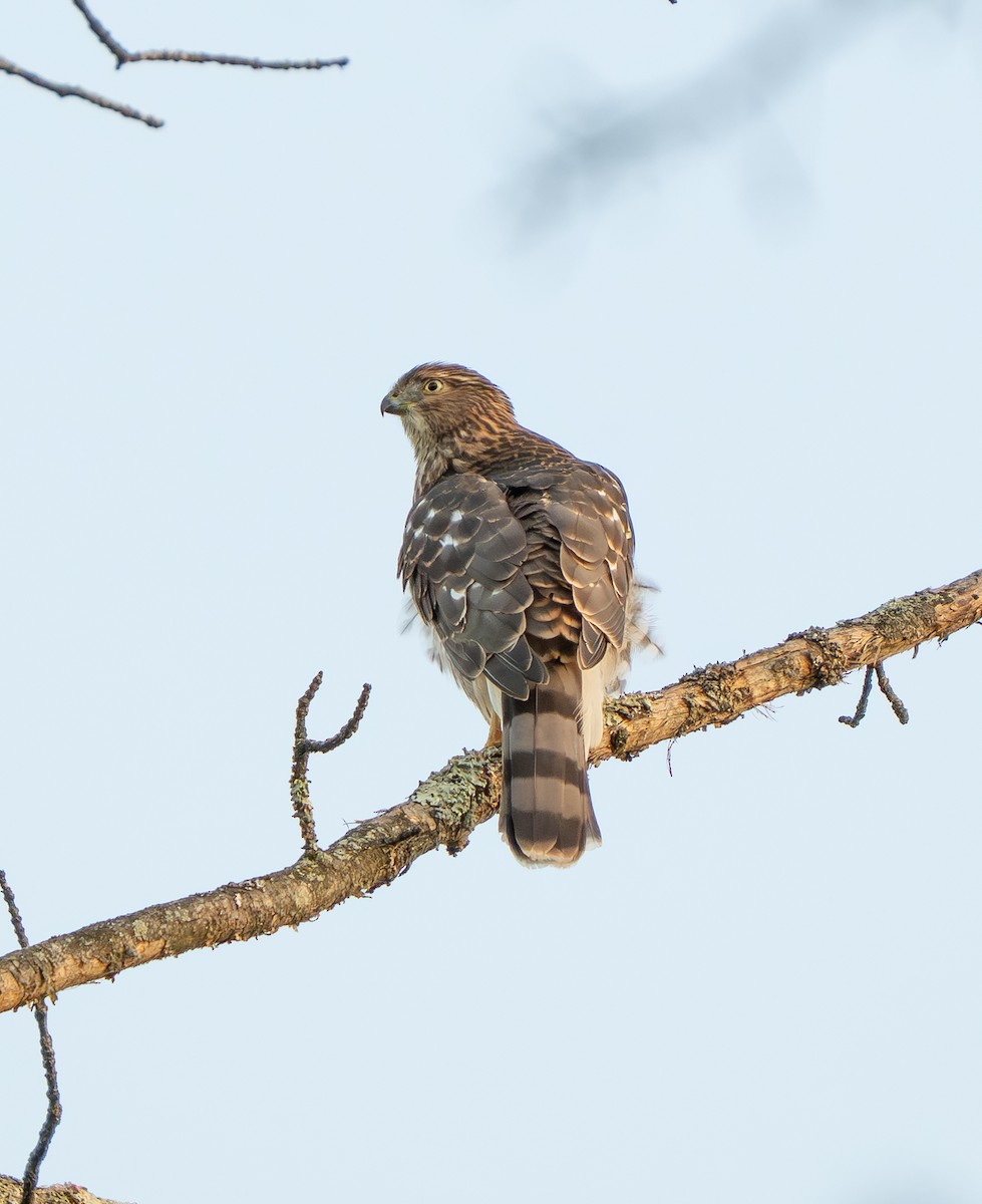 Cooper's Hawk - ML641321457