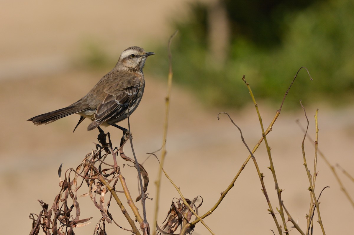 Chilean Mockingbird - ML641321459