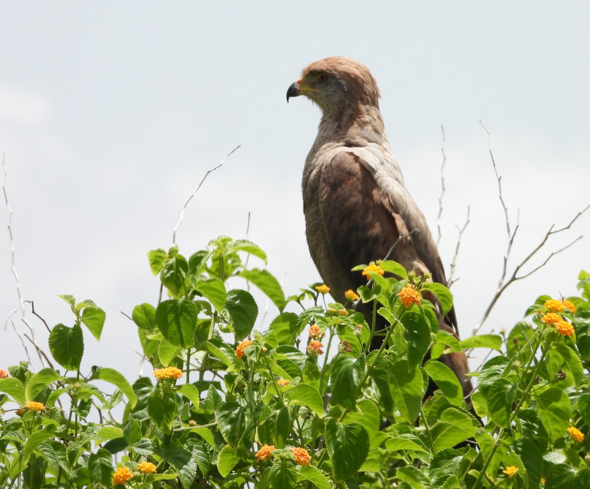 Savanna Hawk - ML641321462