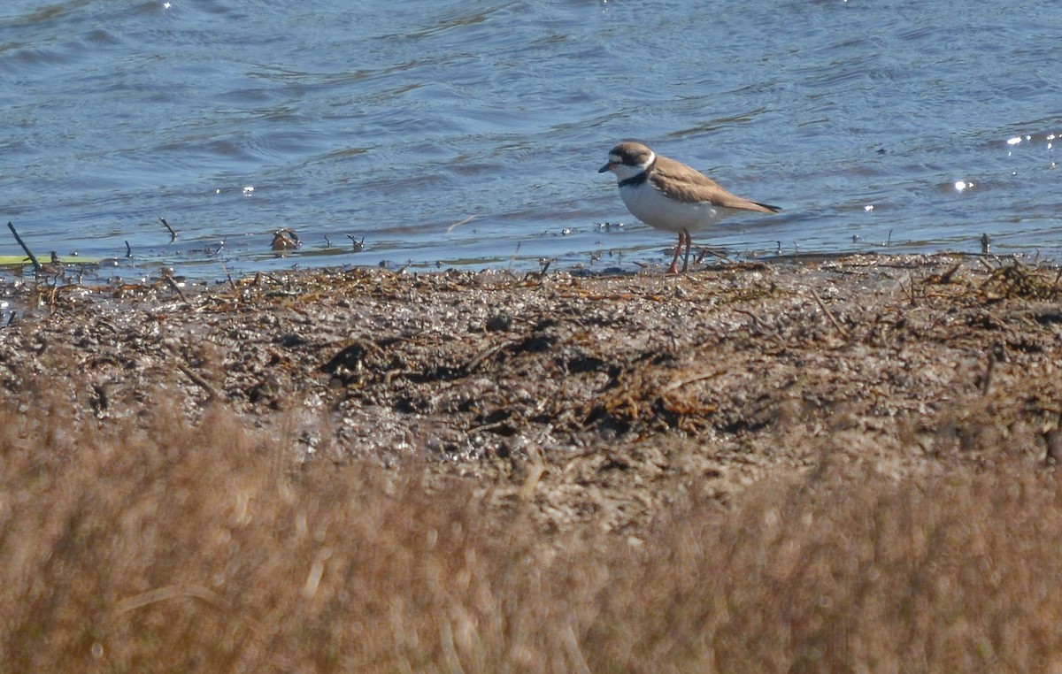חופמי אמריקני - ML641321463