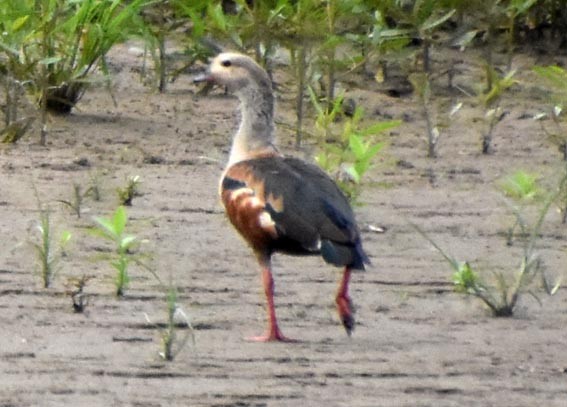 Orinoco Goose - ML641321464
