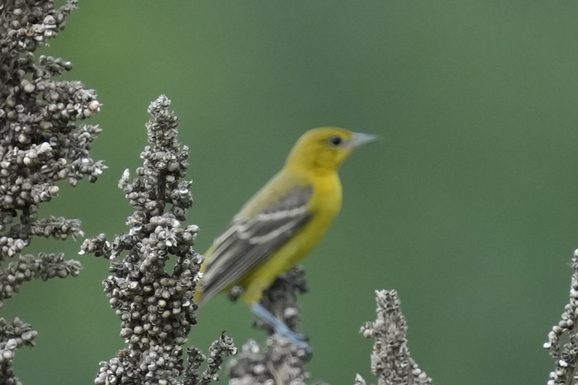 Orchard Oriole - ML641321469