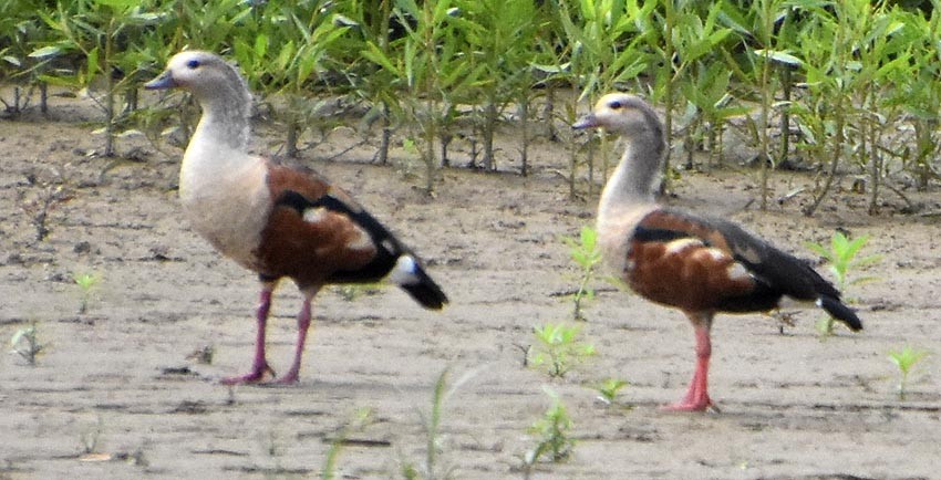 Orinoco Goose - ML641321474