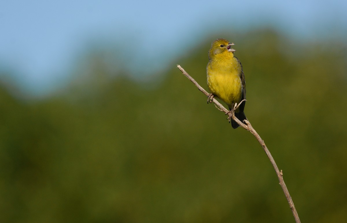 Grassland Yellow-Finch - ML641321492