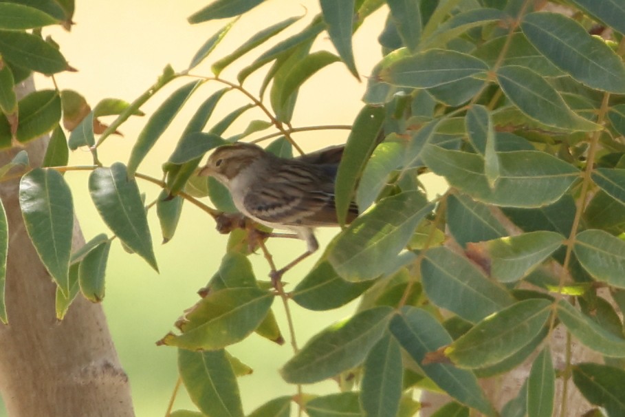 Brewer's Sparrow - ML641321493