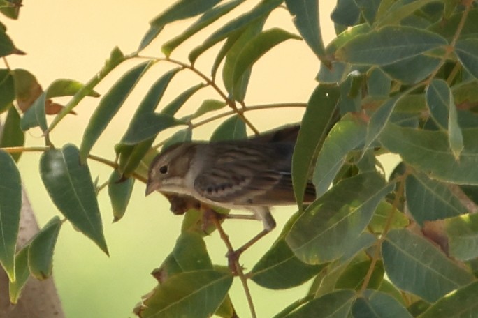 Brewer's Sparrow - ML641321494