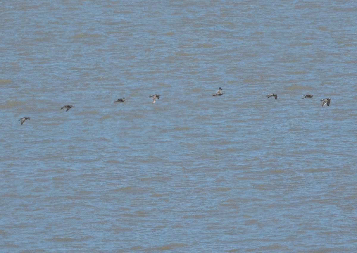 Little Curlew - ML641321495