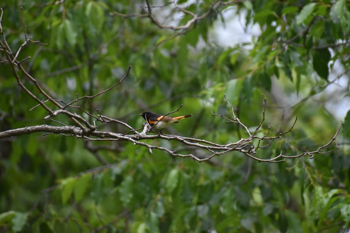 American Redstart - ML641321506