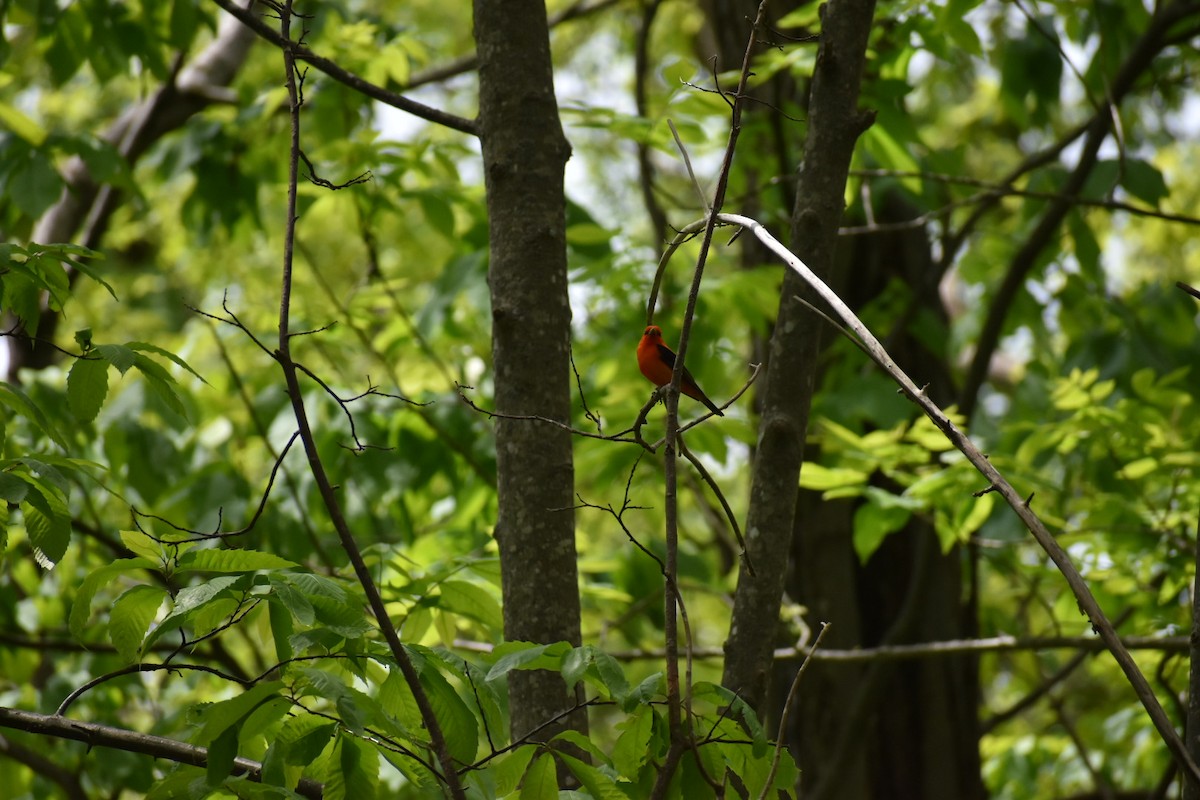 Scarlet Tanager - ML641321511