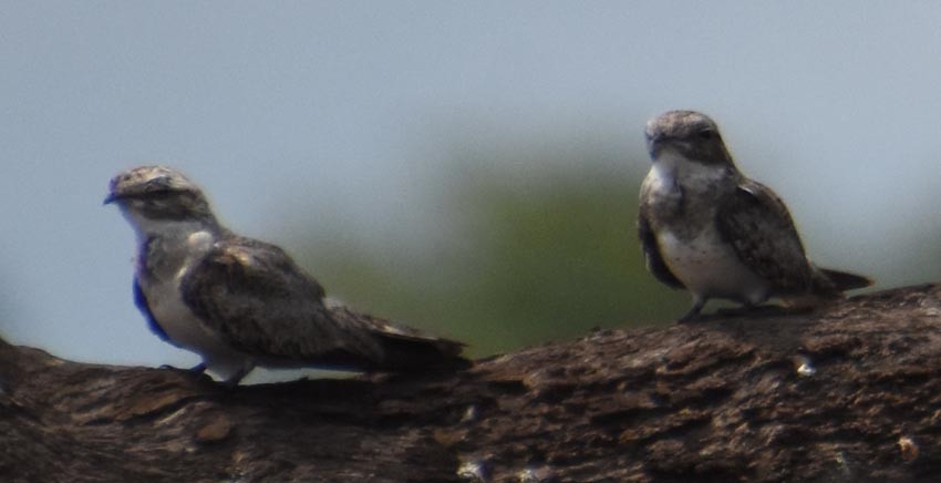 Sand-colored Nighthawk - ML641321512