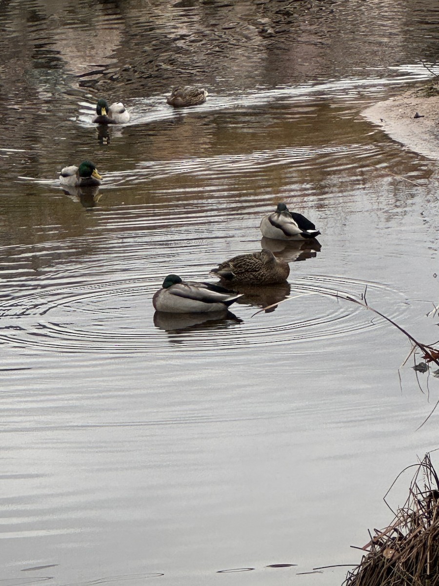 綠頭鴨 - ML641321533