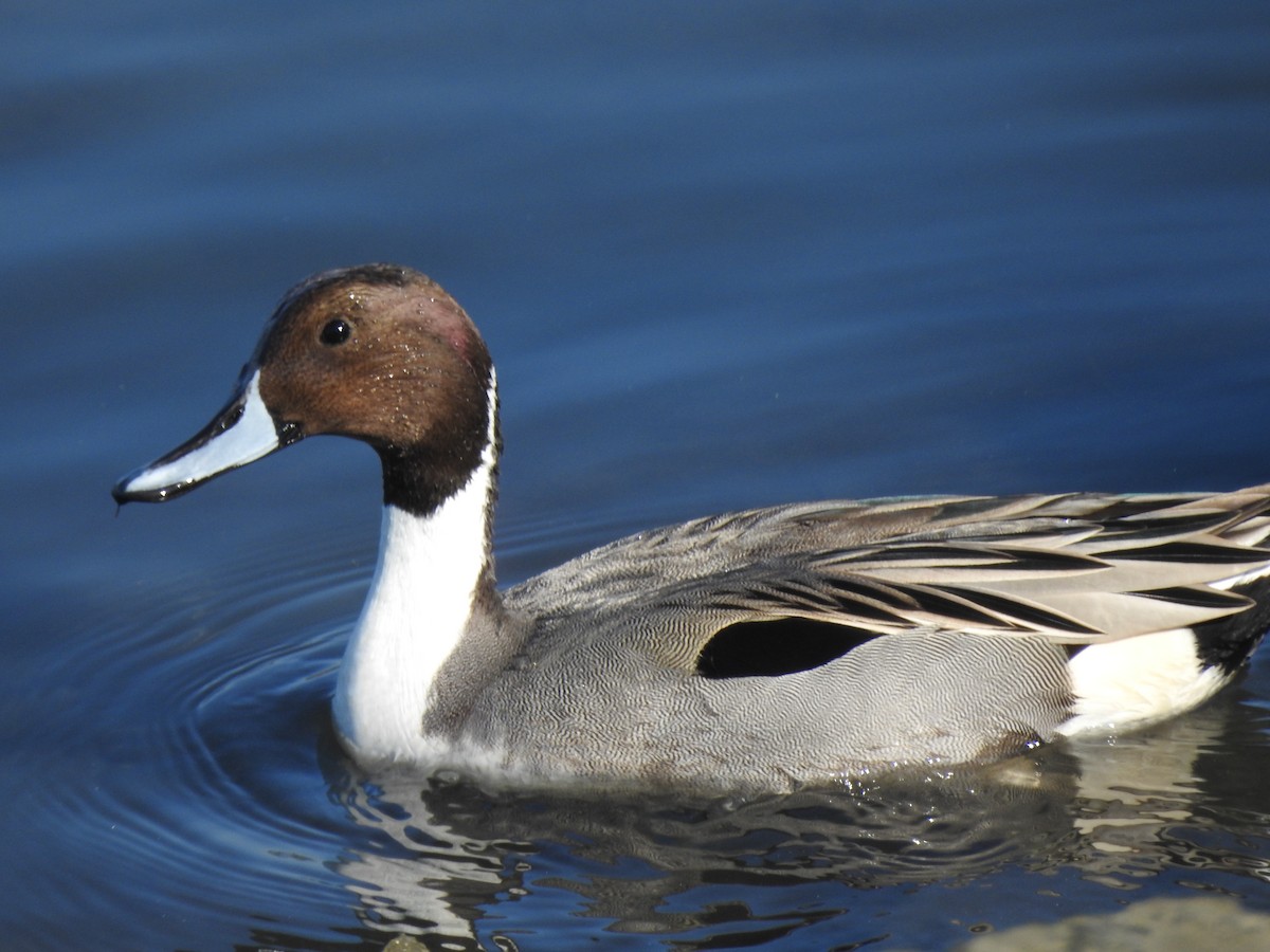 Northern Pintail - ML641321589