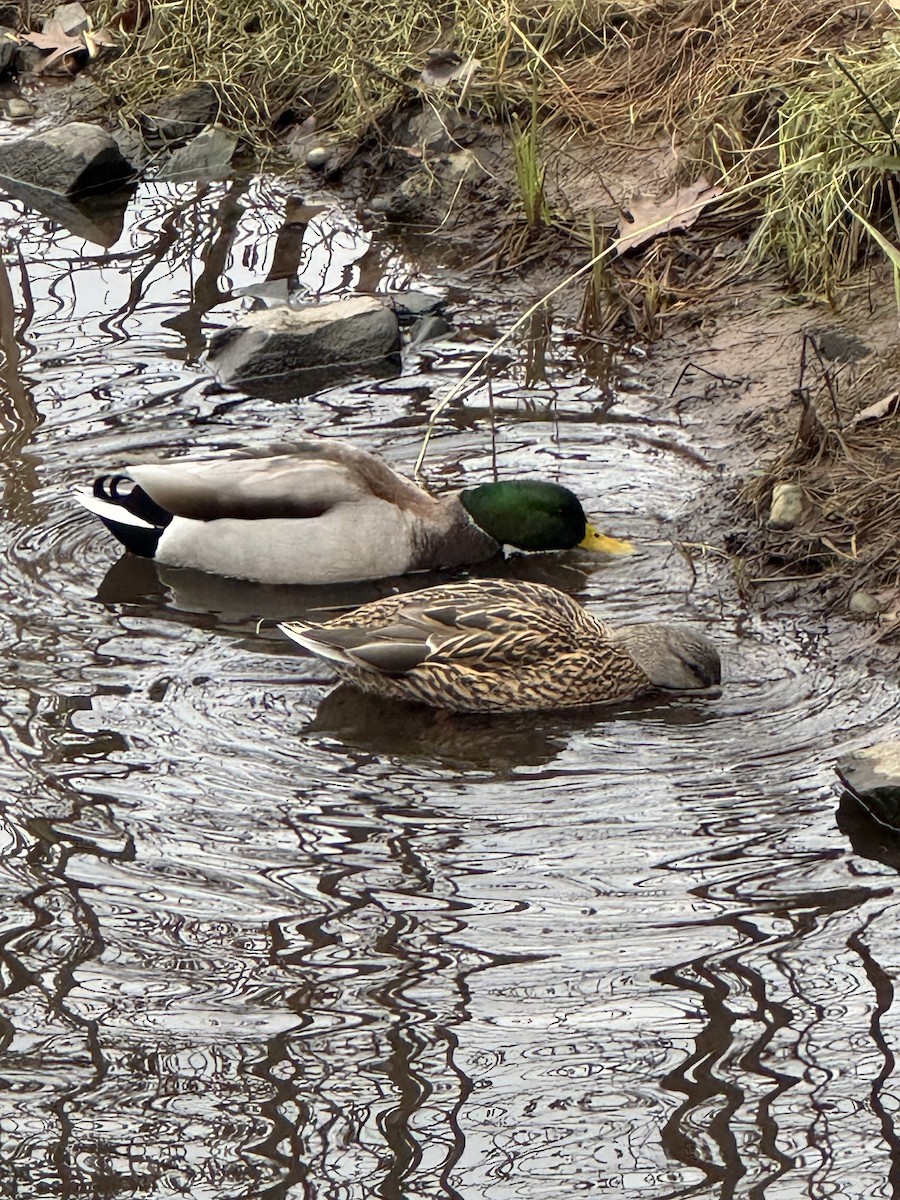 綠頭鴨 - ML641321645