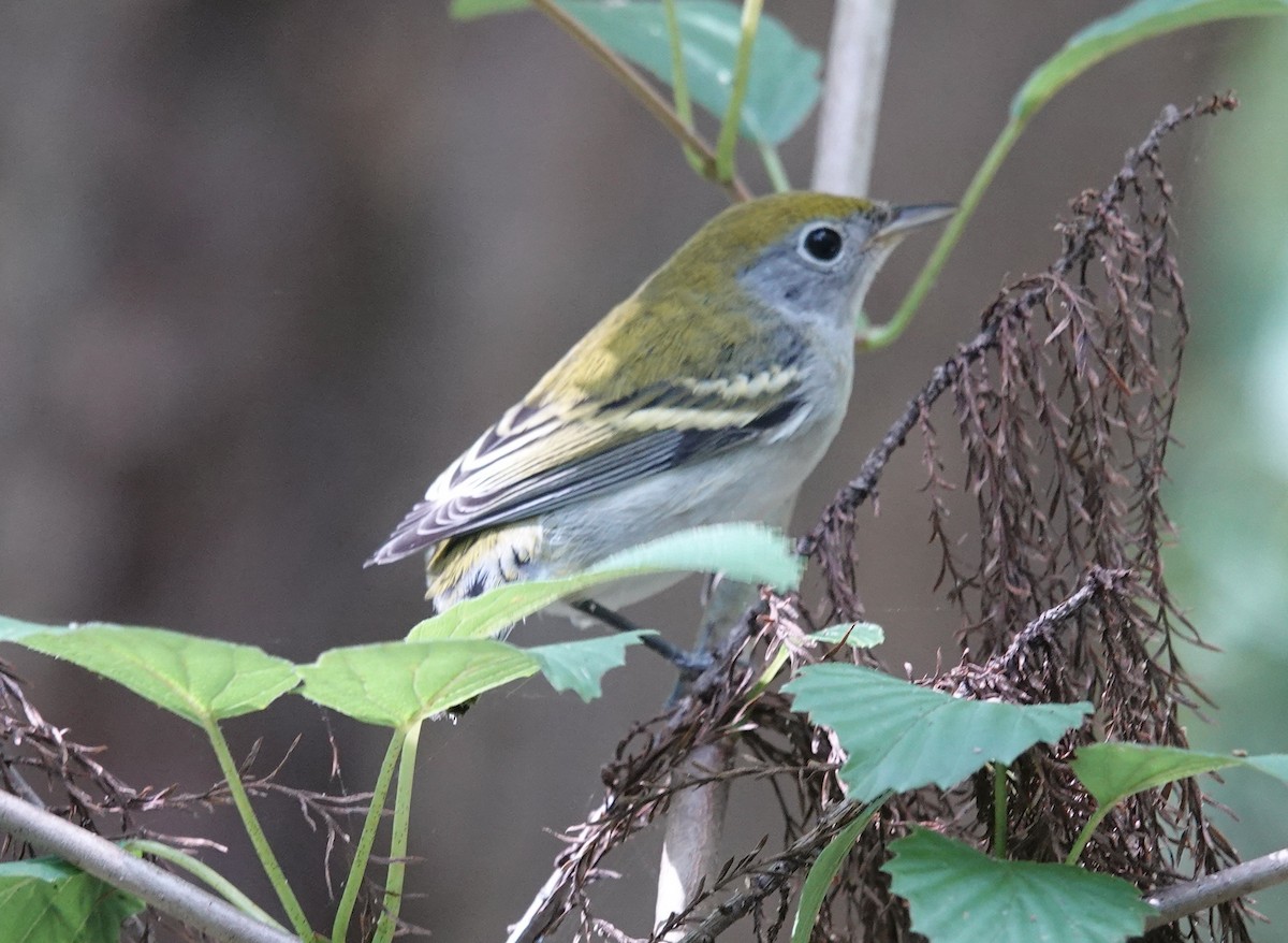Chestnut-sided Warbler - ML641321662
