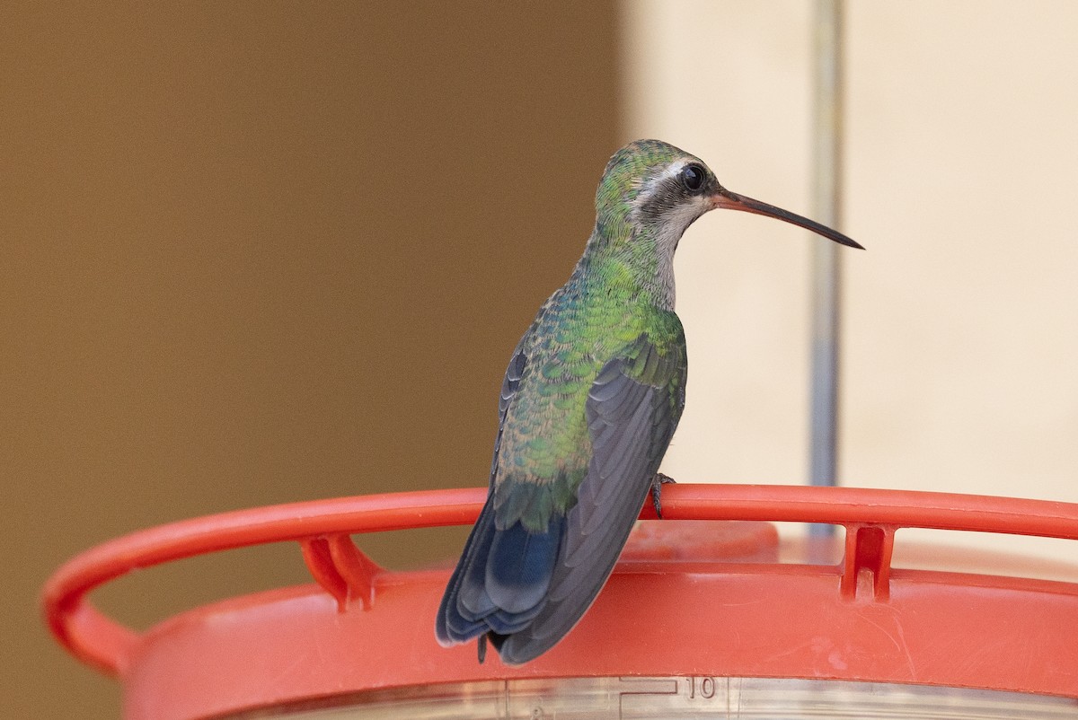 Colibri circé - ML641321706