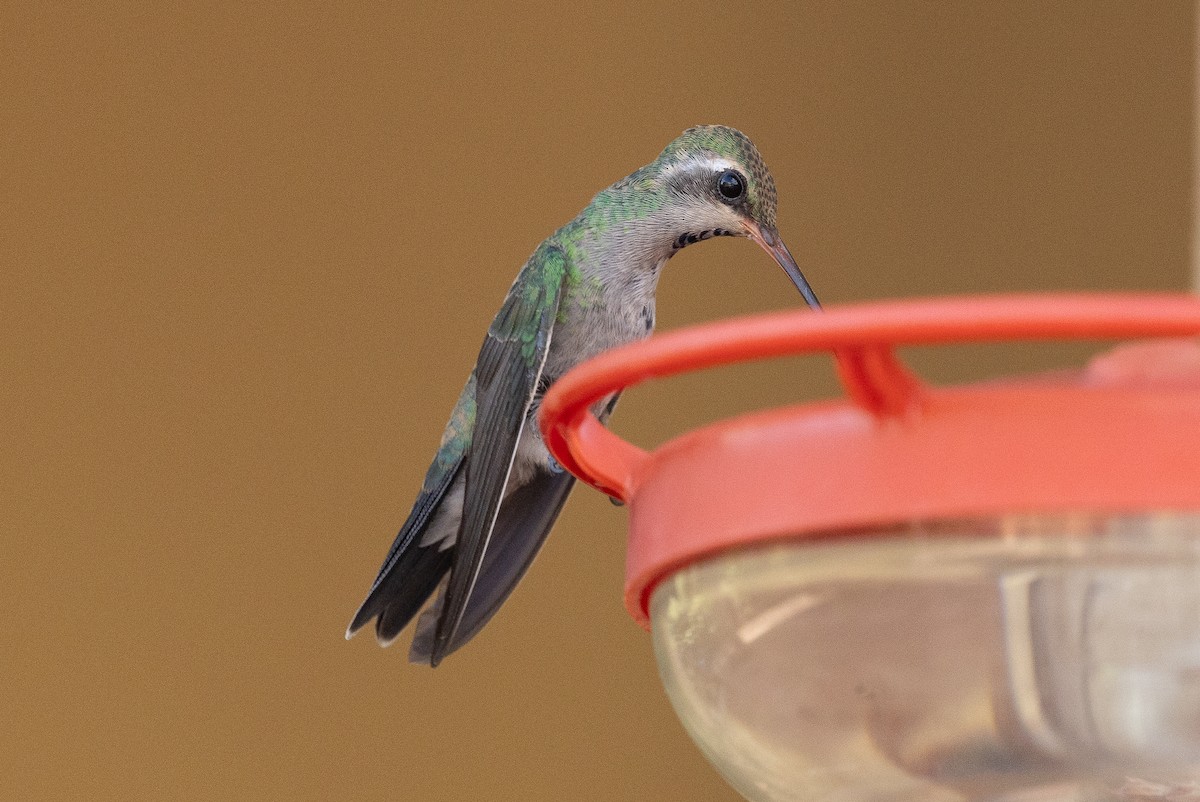 Colibri circé - ML641321708