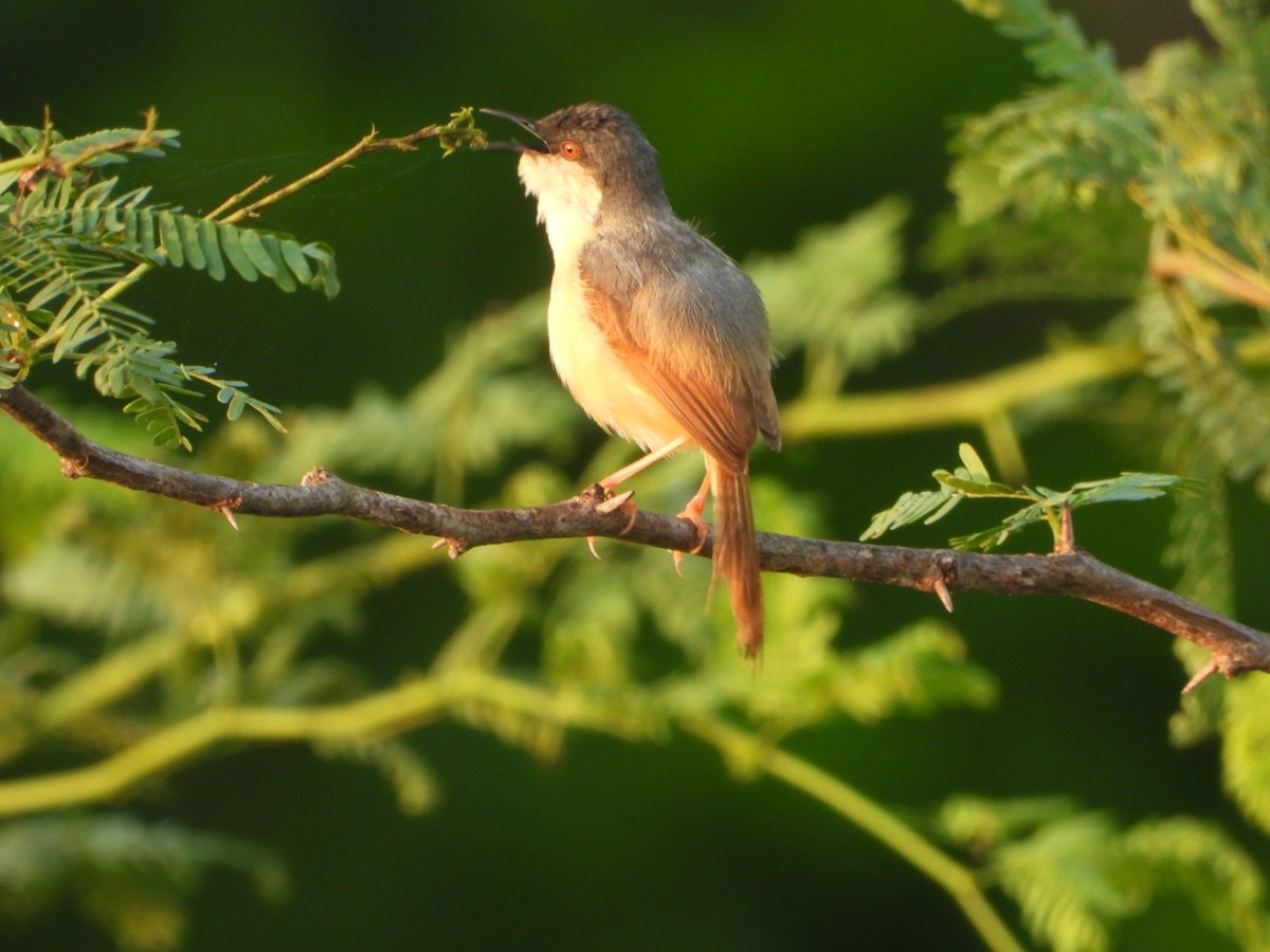 Ashy Prinia - ML641321784