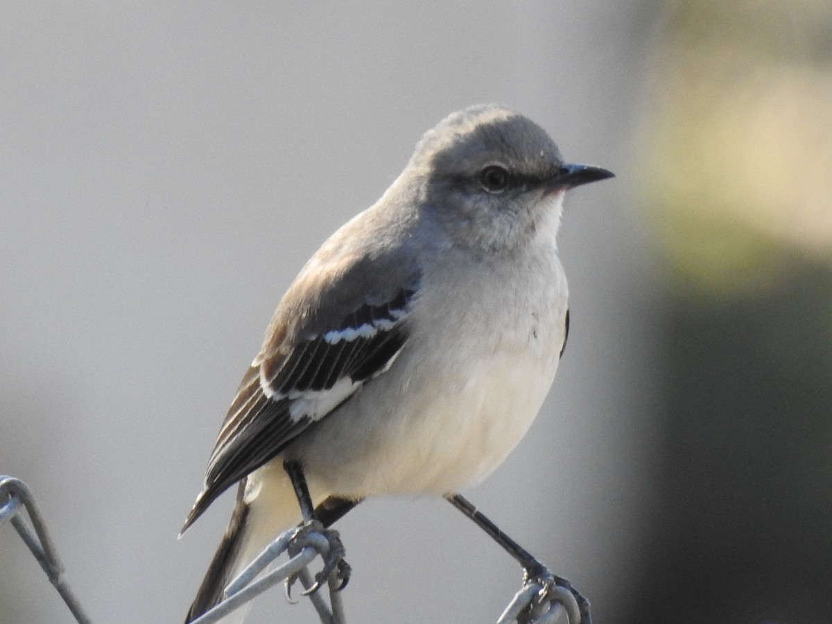 Northern Mockingbird - ML641321800