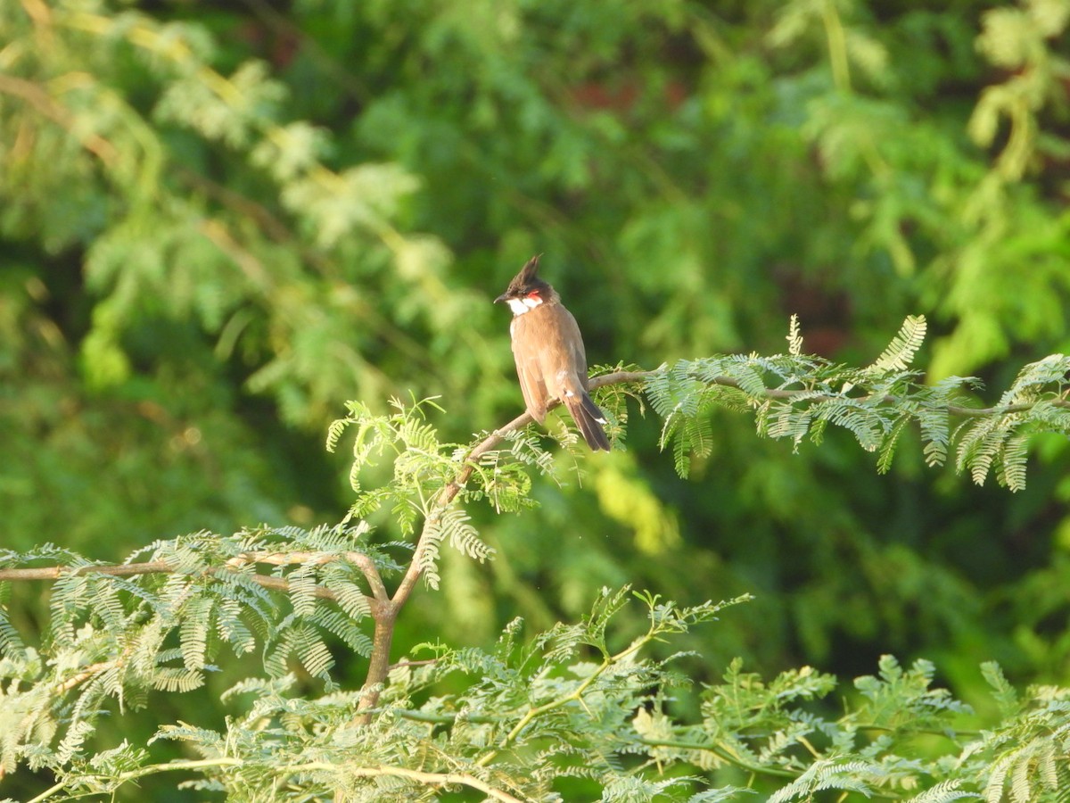 Red-whiskered Bulbul - ML641321802