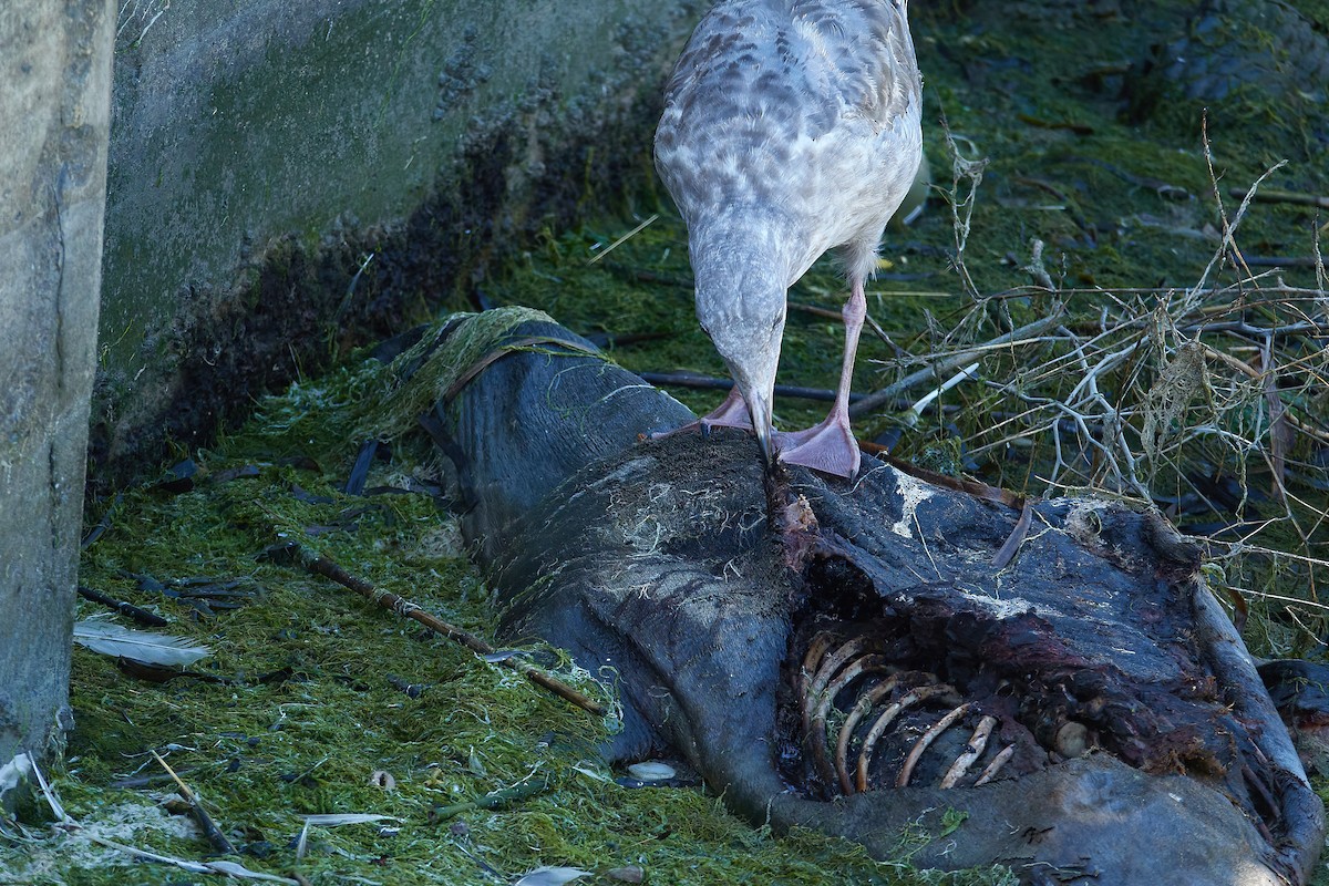 Western Gull - ML641321814