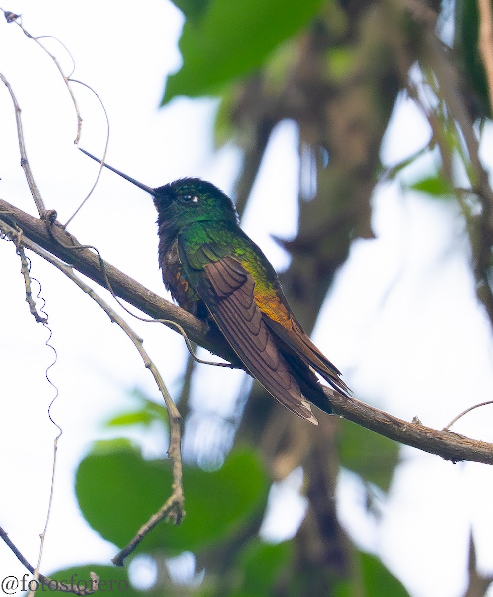 Golden-bellied Starfrontlet - ML641321873