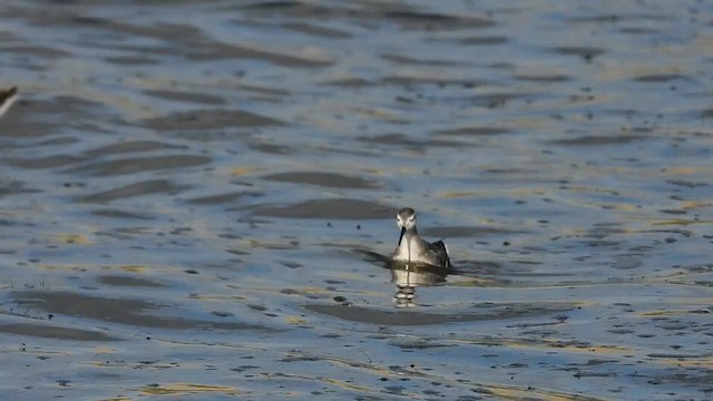Wilson's Phalarope - ML641321882